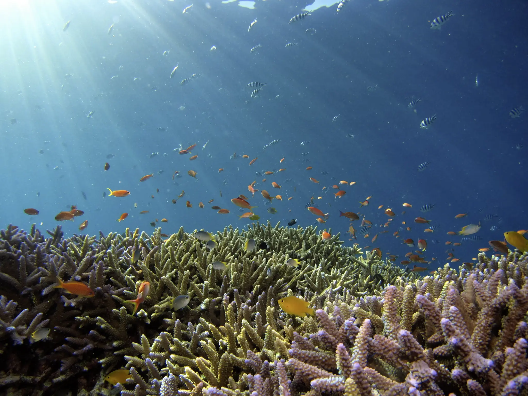 Vibrant coral reef teeming with fish life