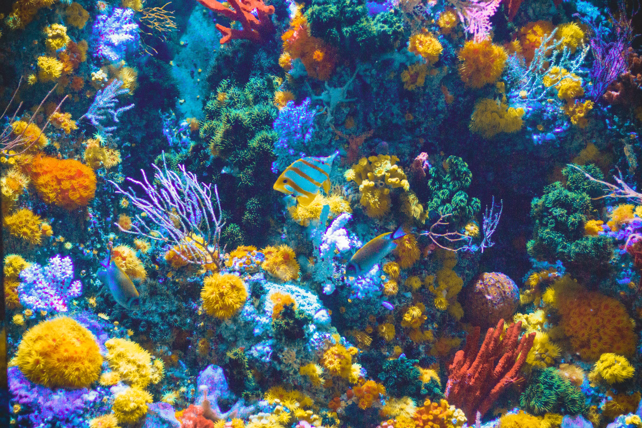 Vibrant coral reef teeming with fish life