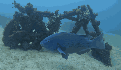 Van trip around Australia